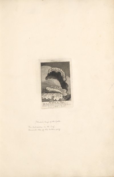 For the Sexes. The Gates of Paradise, Plate 2, Frontispiece, What is Man! by William Blake